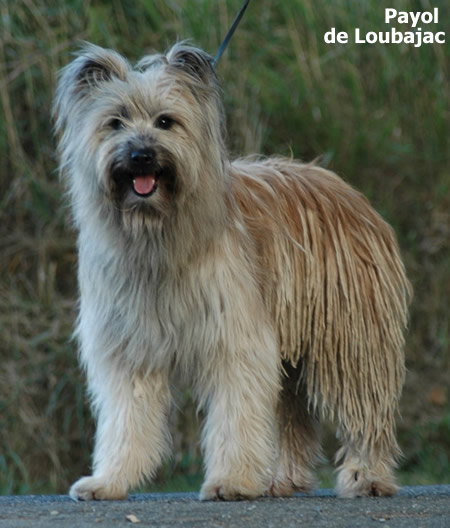 CH. Payol de Loubajac