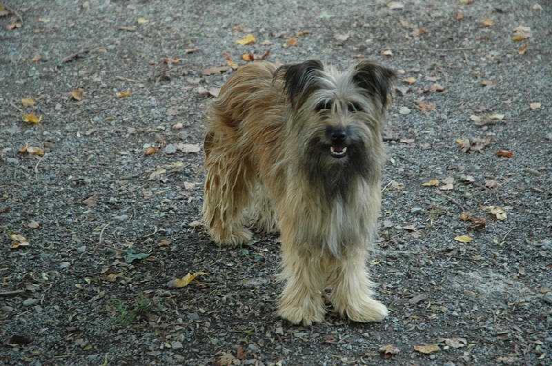 Dub rider de Loubajac
