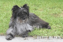 Petit blues bleu de Loubajac