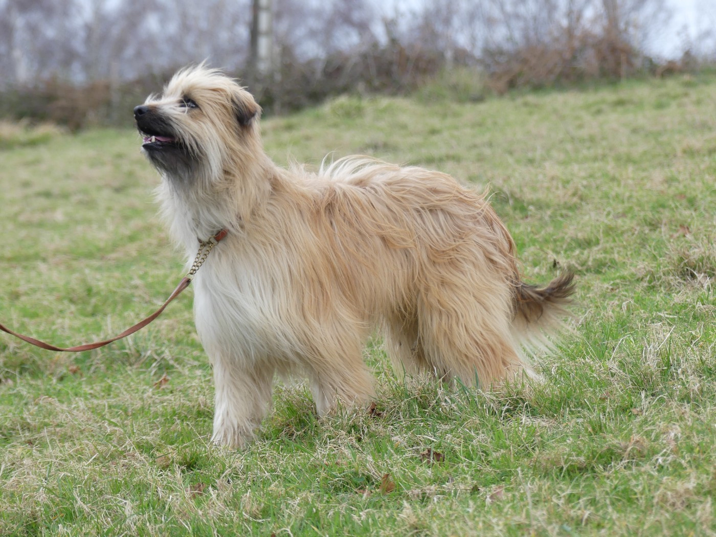 TAÏKO (Sans Affixe)