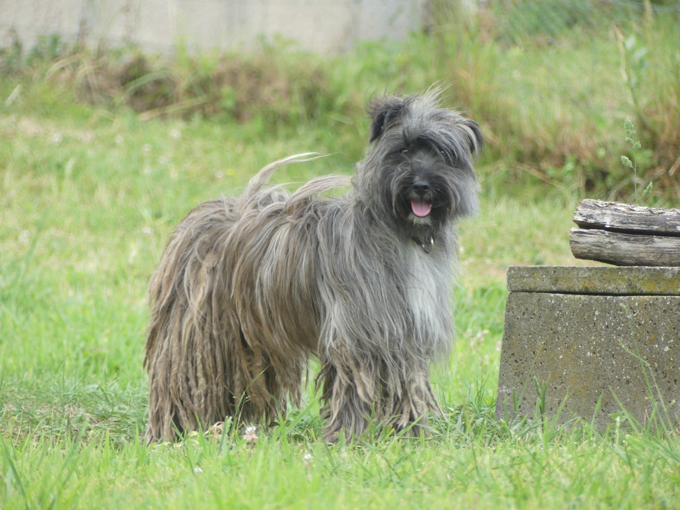Sabat dit Tinta de Mendi Ripa