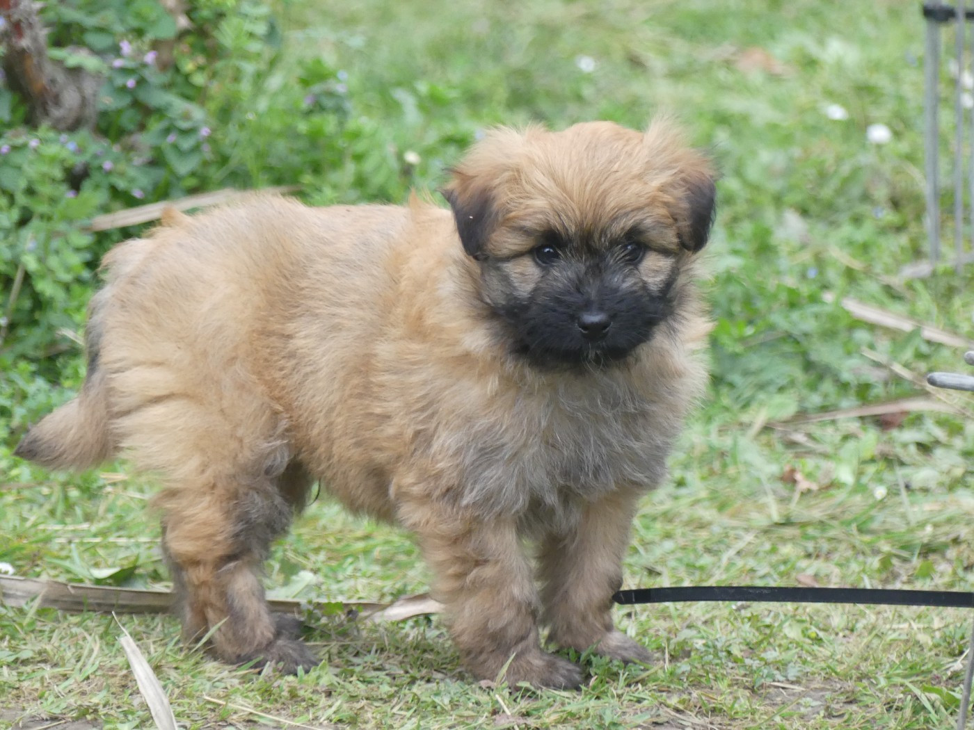 de Loubajac - Chiots disponibles - Berger des Pyrenees à poil long