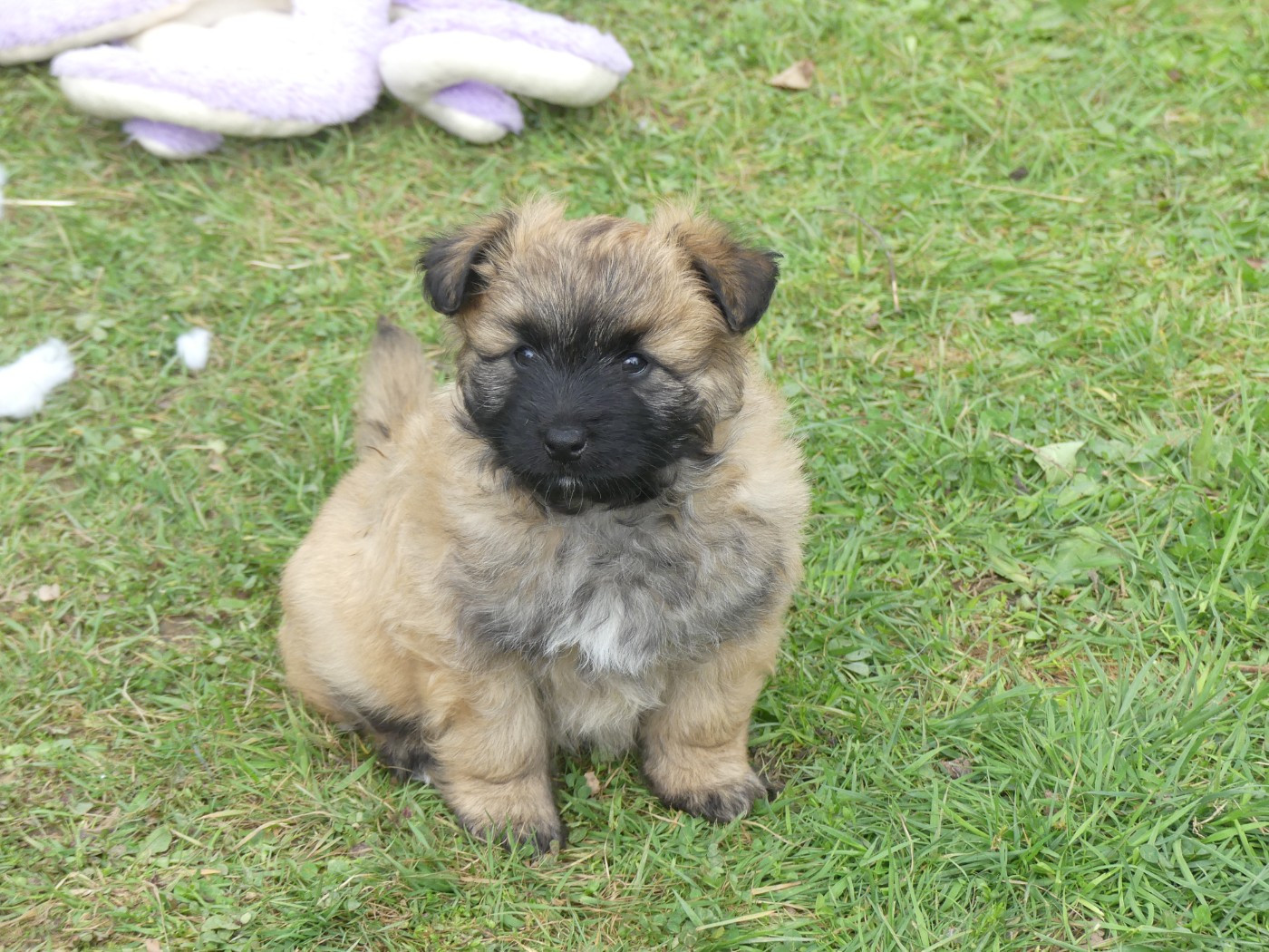 de Loubajac - Chiots disponibles - Berger des Pyrenees à poil long