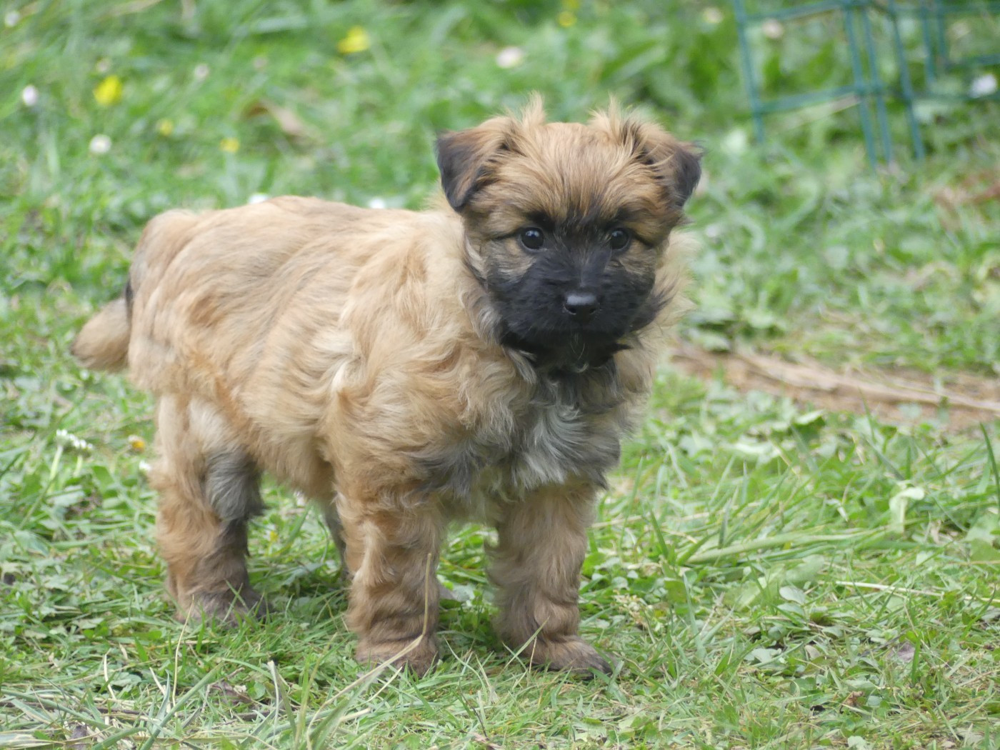 de Loubajac - Chiots disponibles - Berger des Pyrenees à poil long